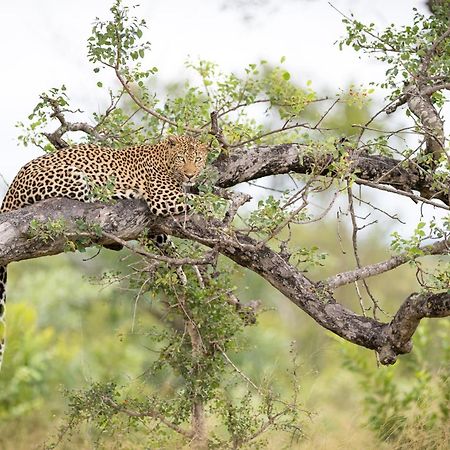 Serondella Safari Lodge Thornybush viltreservat Exteriör bild