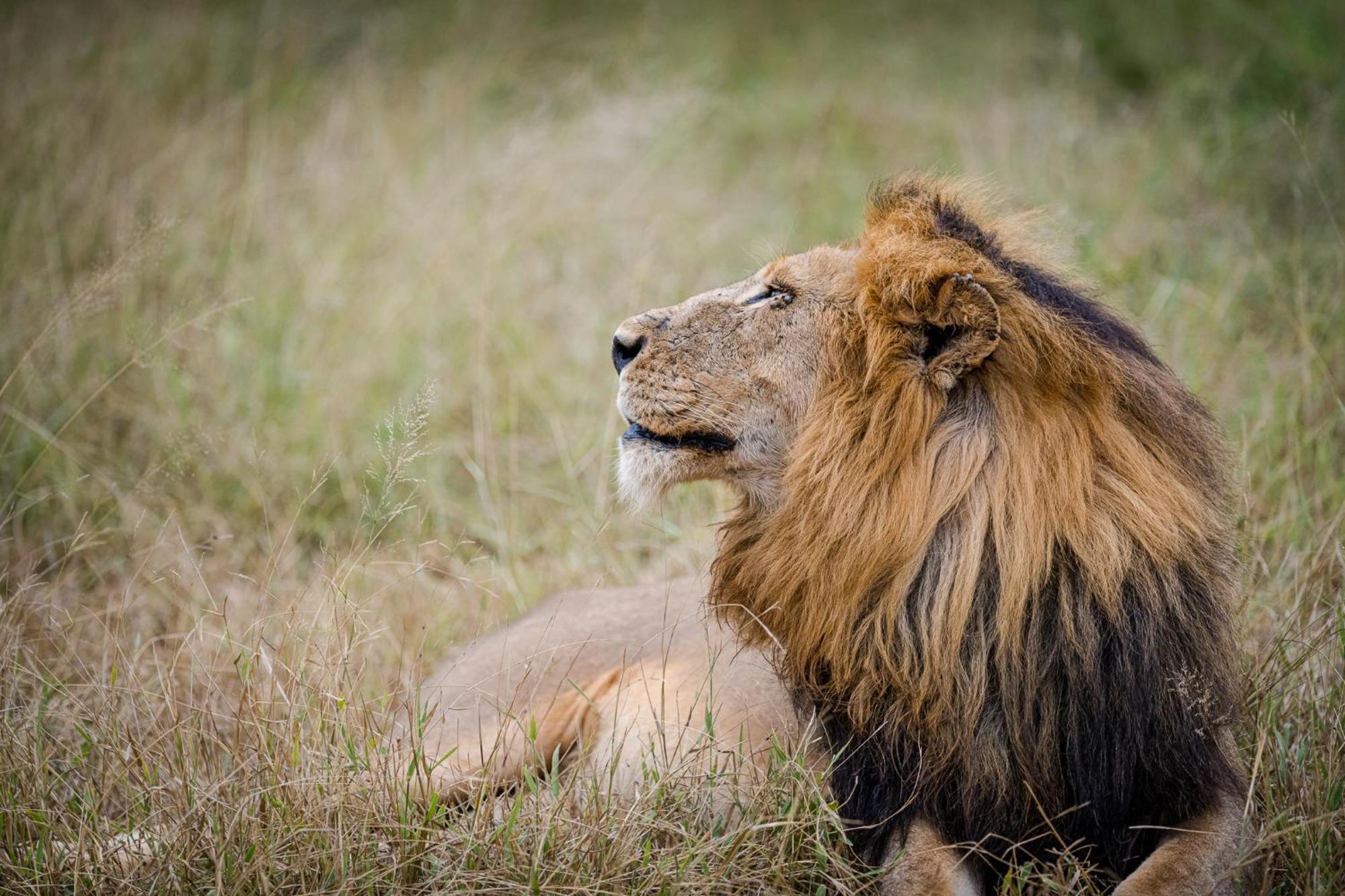 Serondella Safari Lodge Thornybush viltreservat Exteriör bild