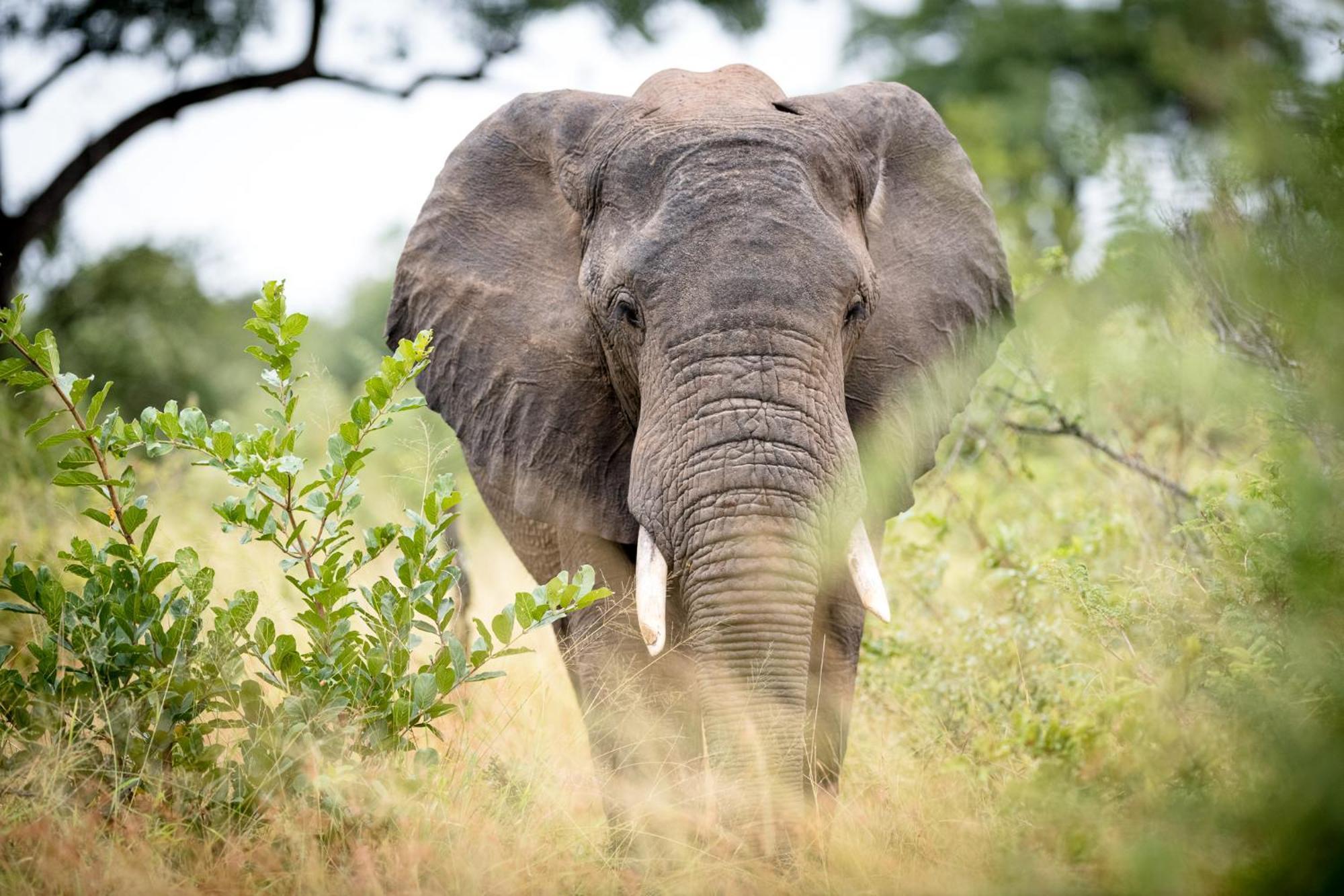 Serondella Safari Lodge Thornybush viltreservat Exteriör bild