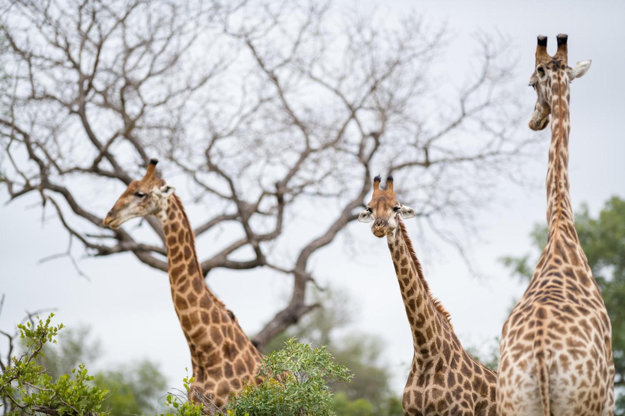 Serondella Safari Lodge Thornybush viltreservat Exteriör bild